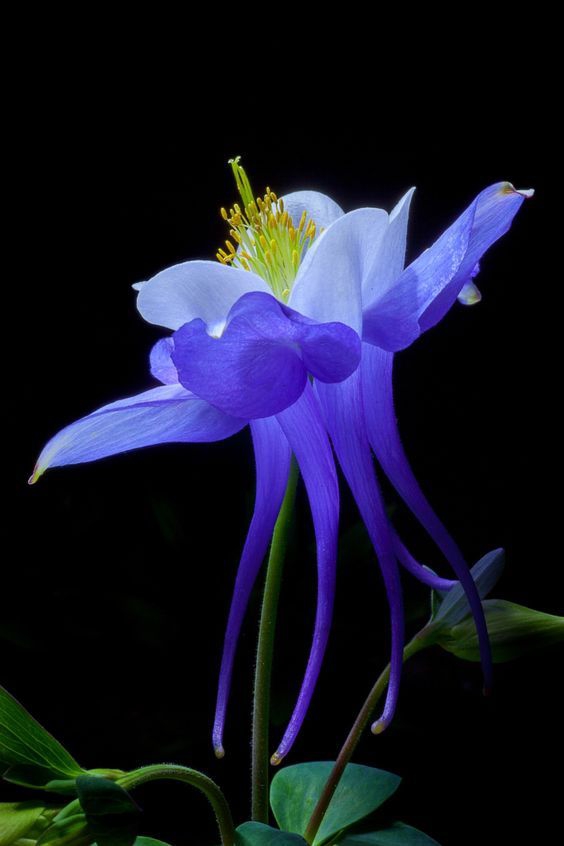 Blue flowers.