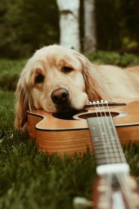 Dog❤