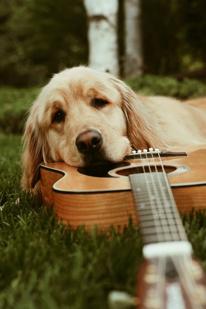 Dog❤