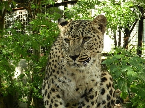 леопард