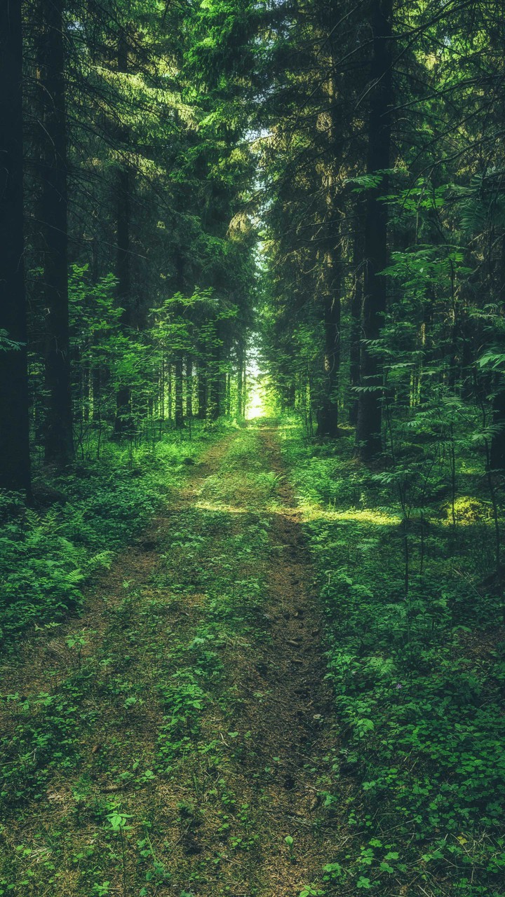 forest