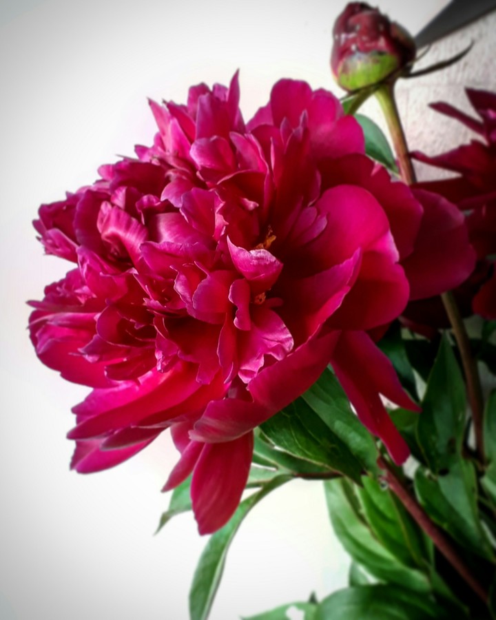 peony