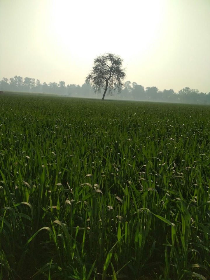 field and tree