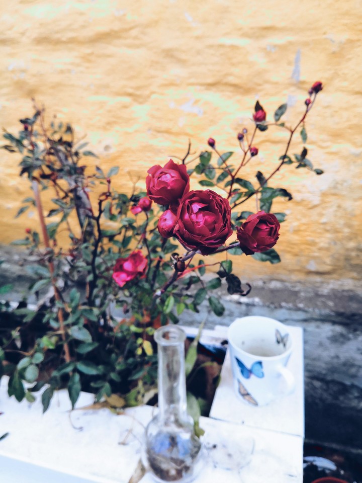 Autumn rose