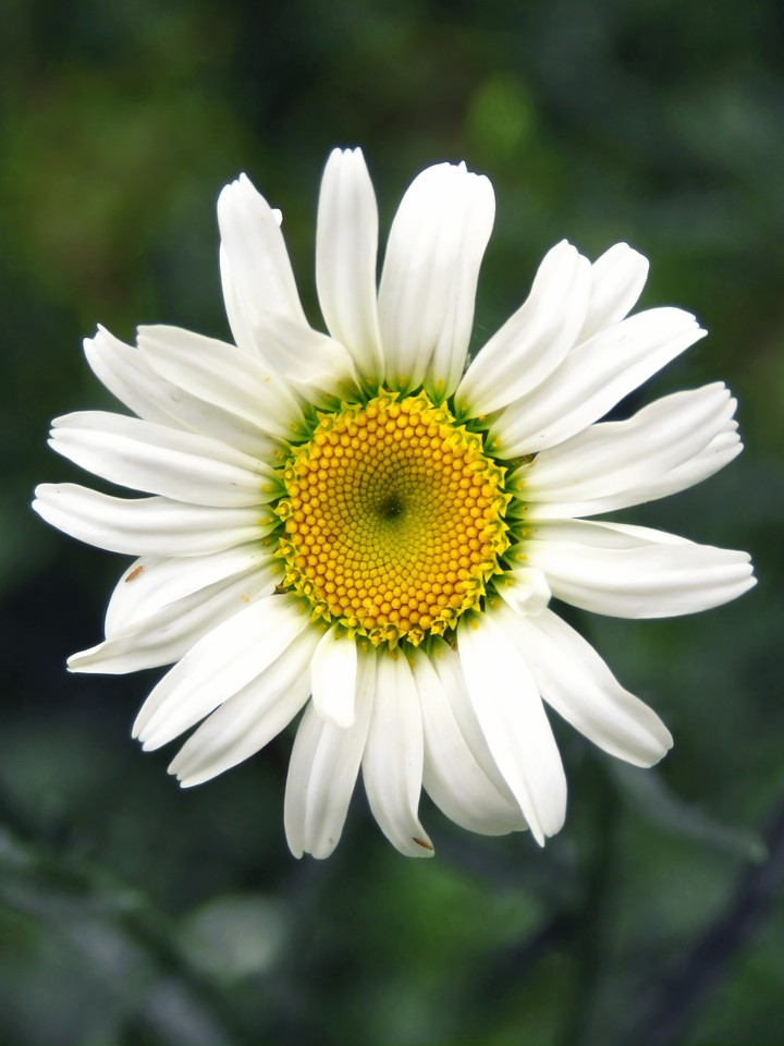 Max chrysanthemum/Leucanthemum maximum