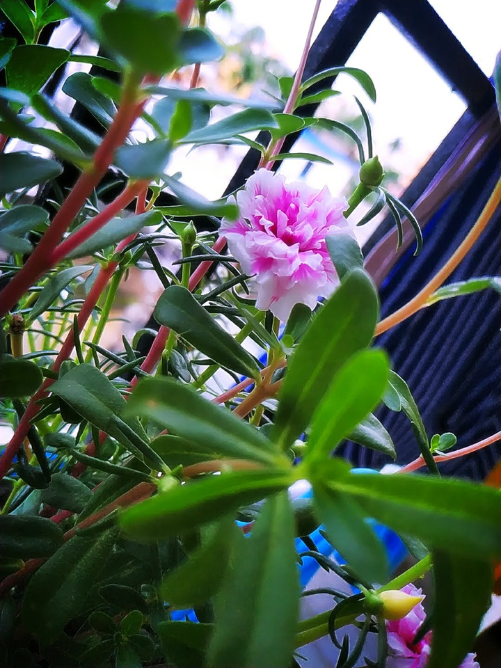 bloom