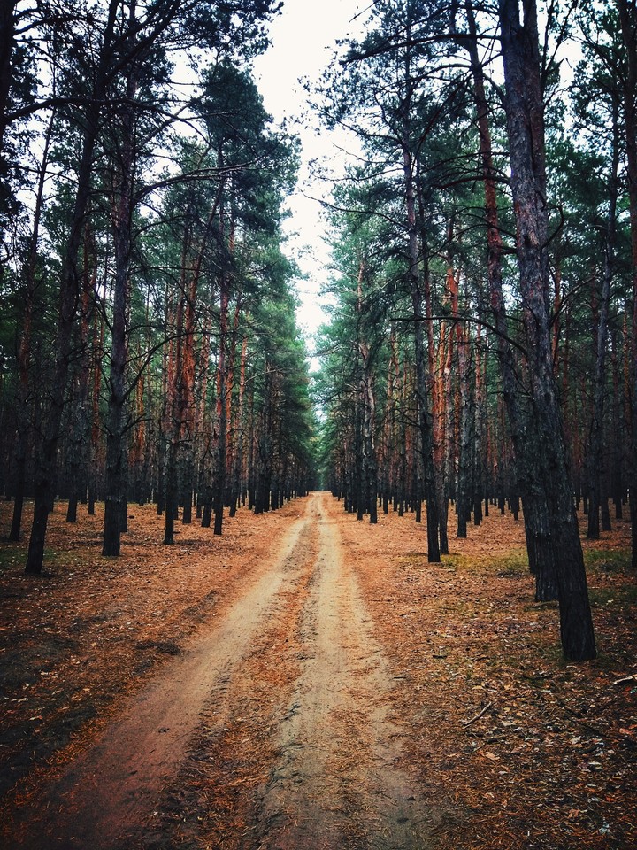 Лес