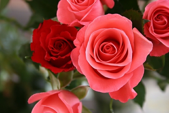 roses