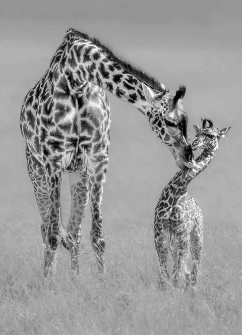 ταπετσαρίες twig, giraffe