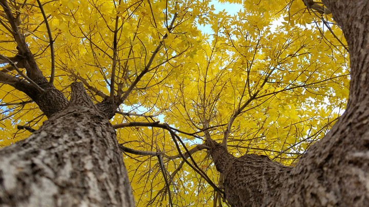 Fall Trees