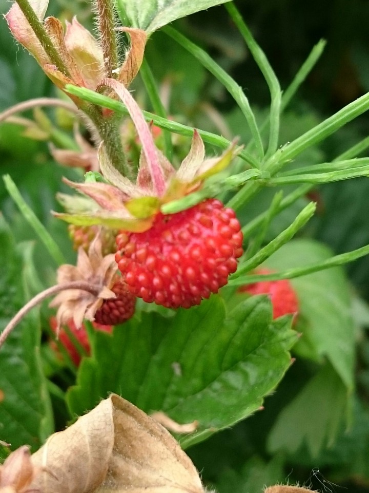 Walderdbeere