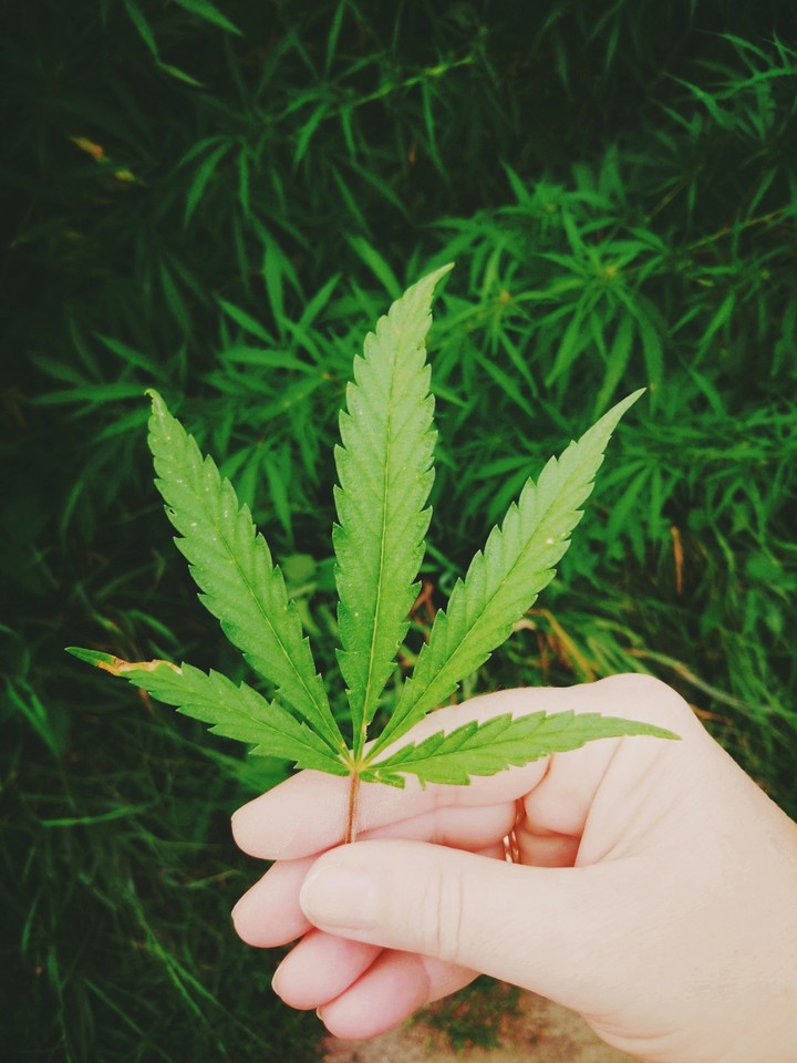 Green nature