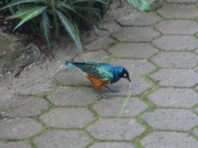 Bird