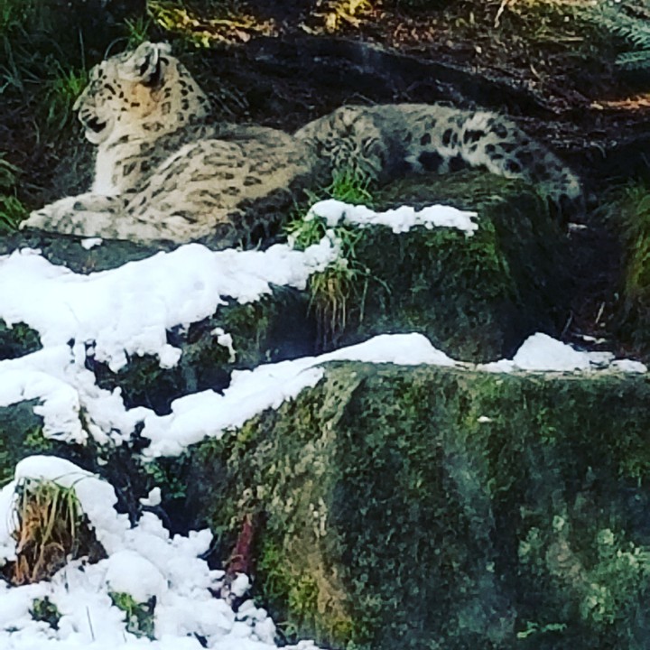 Snow Leopard