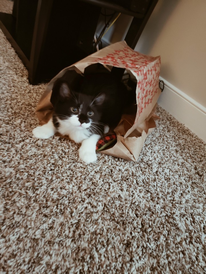 my cat Spaghetti