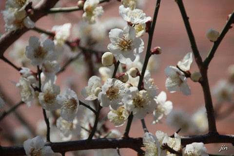 plant, prunus wallpapers