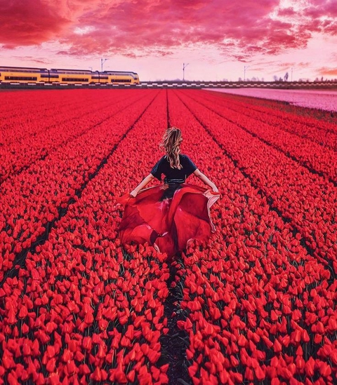 sfondi red, flower