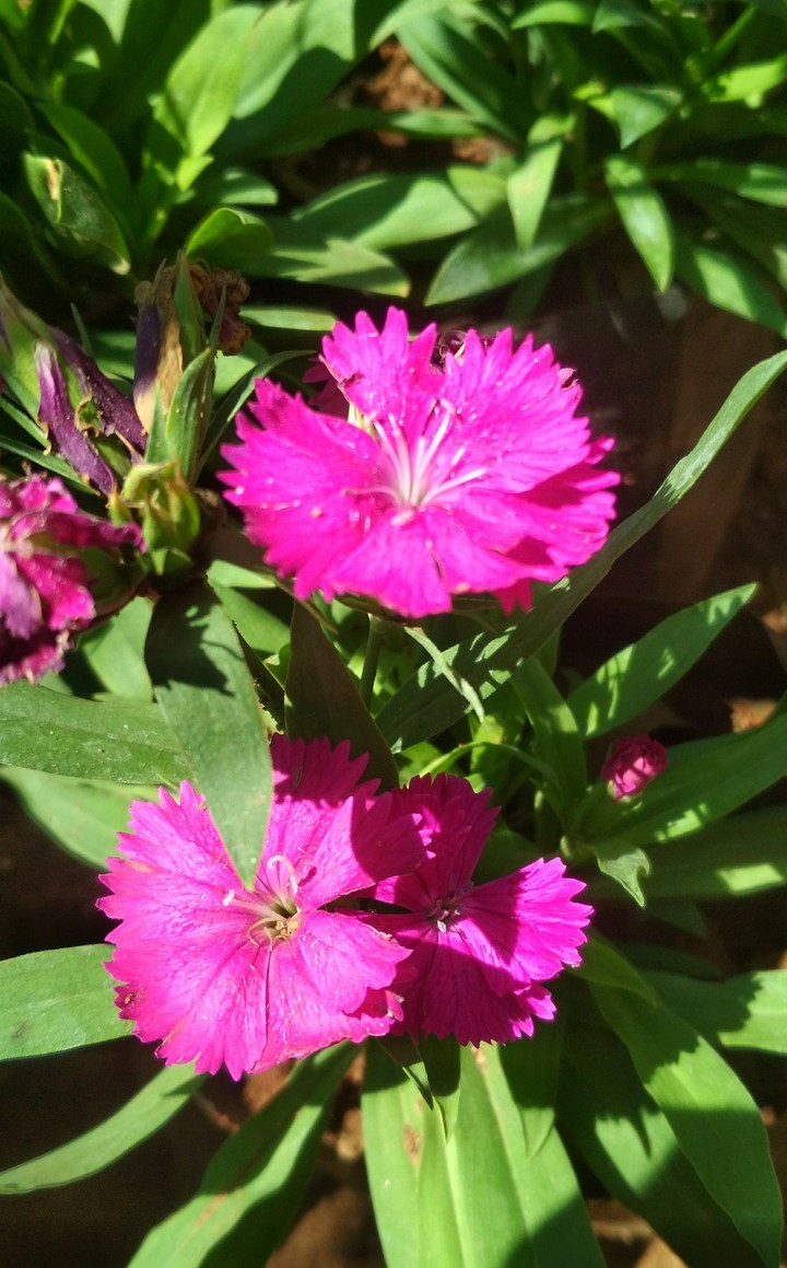 Pink flowers
