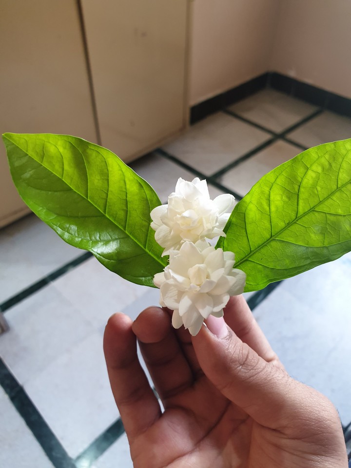 Flower
