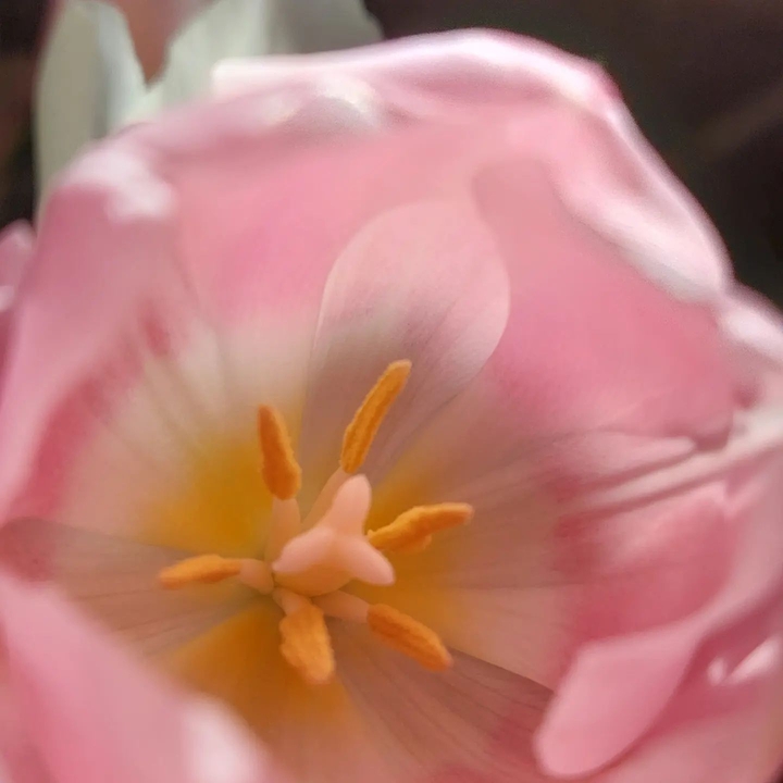 heart of a tulip