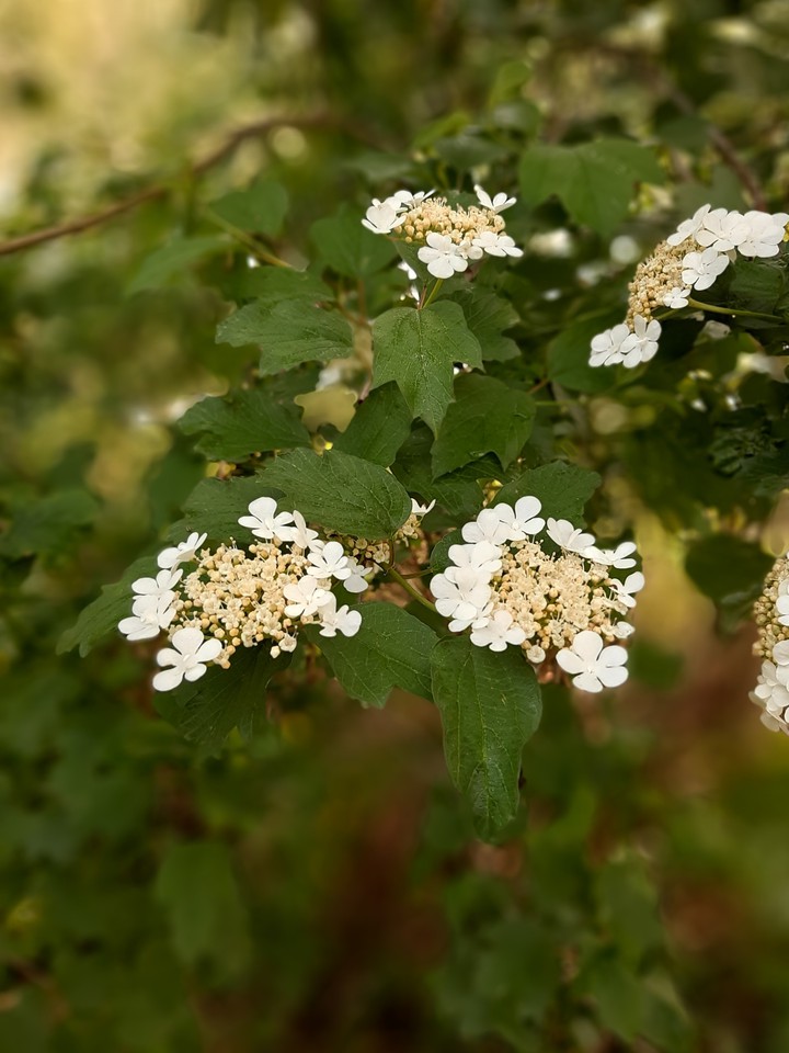 Viburnum
