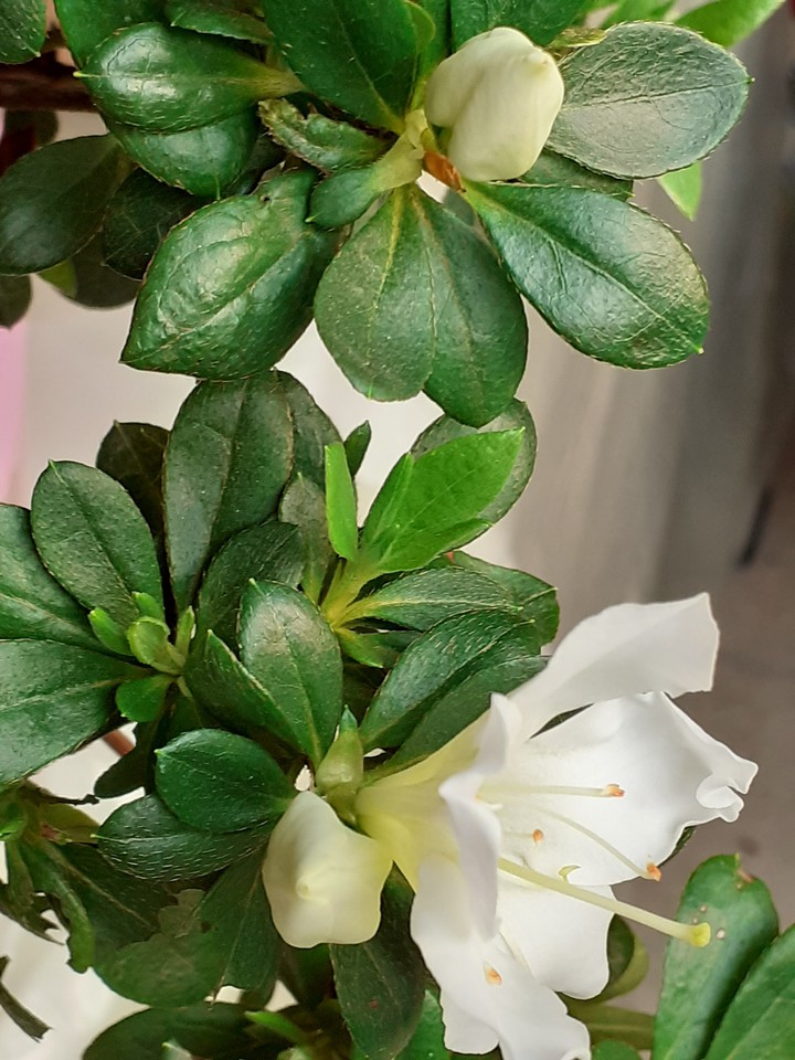 azalea