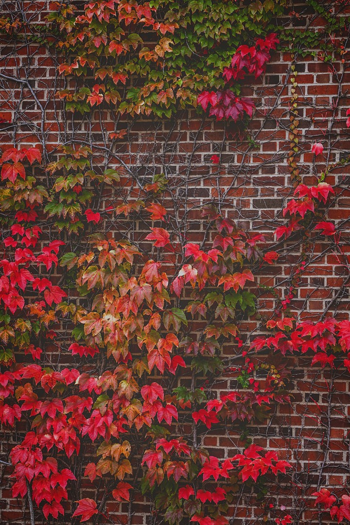 Autumn