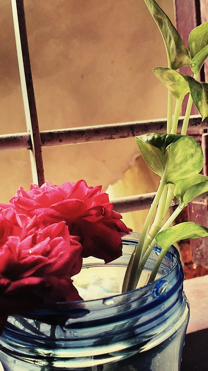 rose
