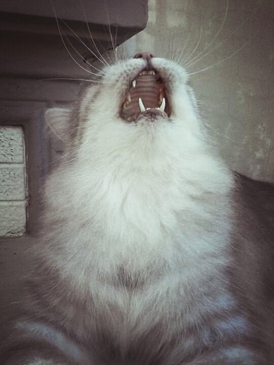 singa teby