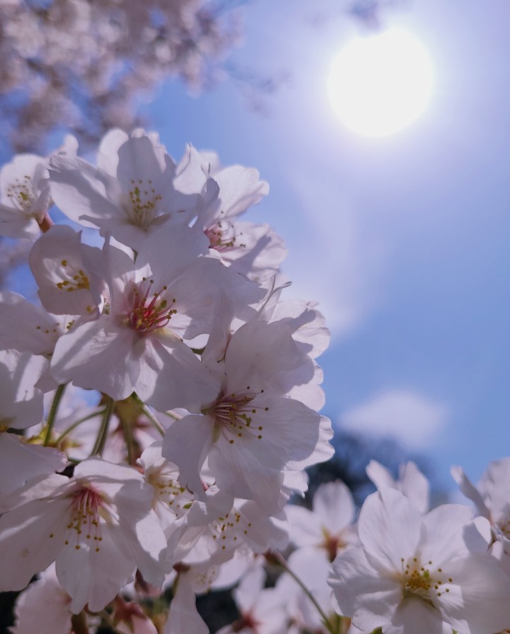 CHERRY BLOSSOM
