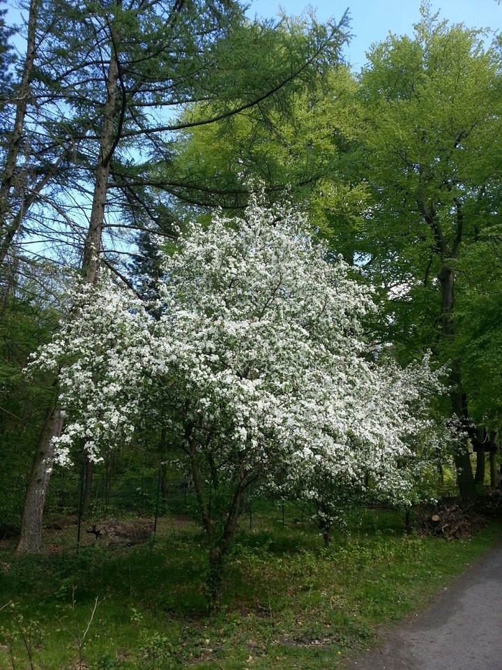 nice tree