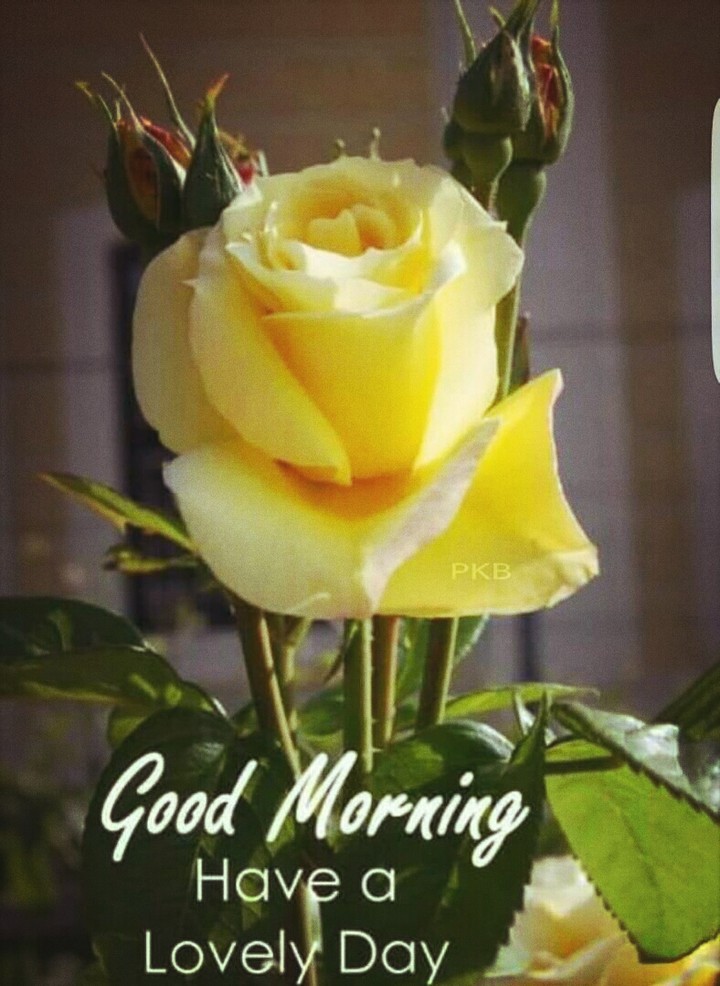 good morning!