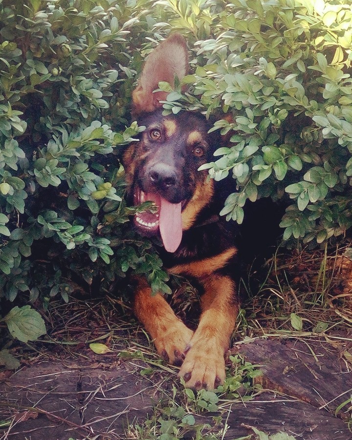 puppy