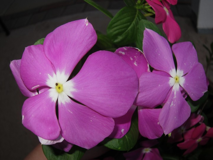 Purple Flowers