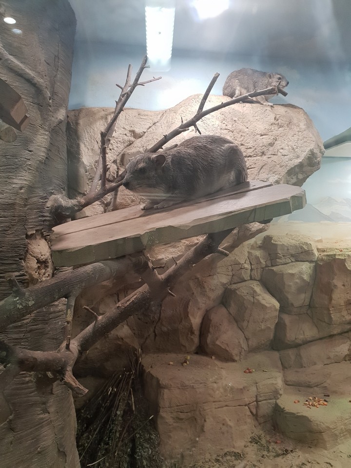 хомяк