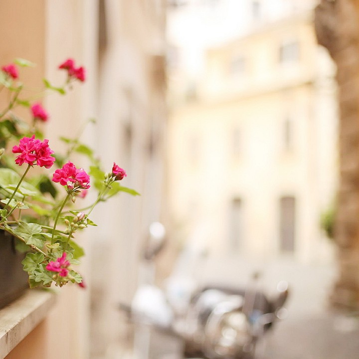 Flowers and windows :)