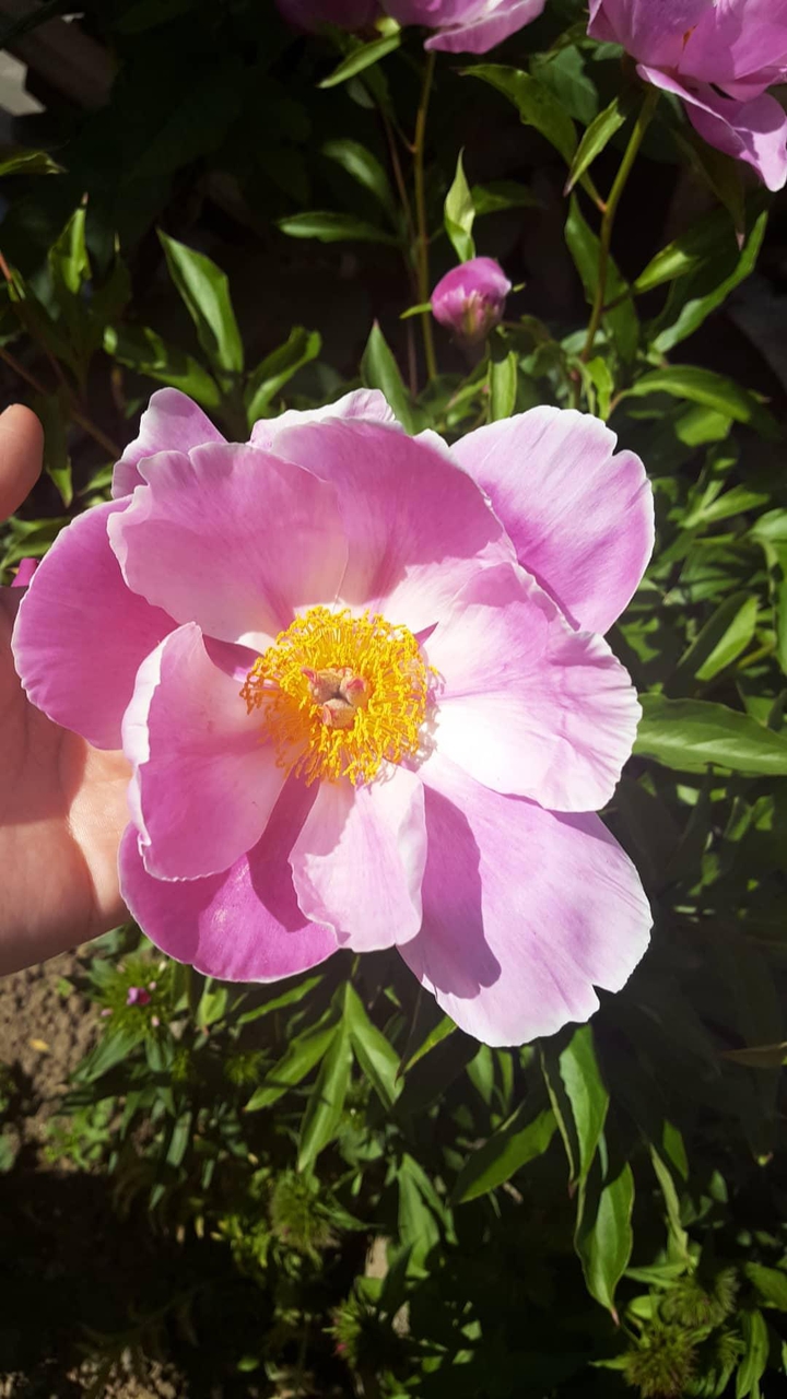 pembe