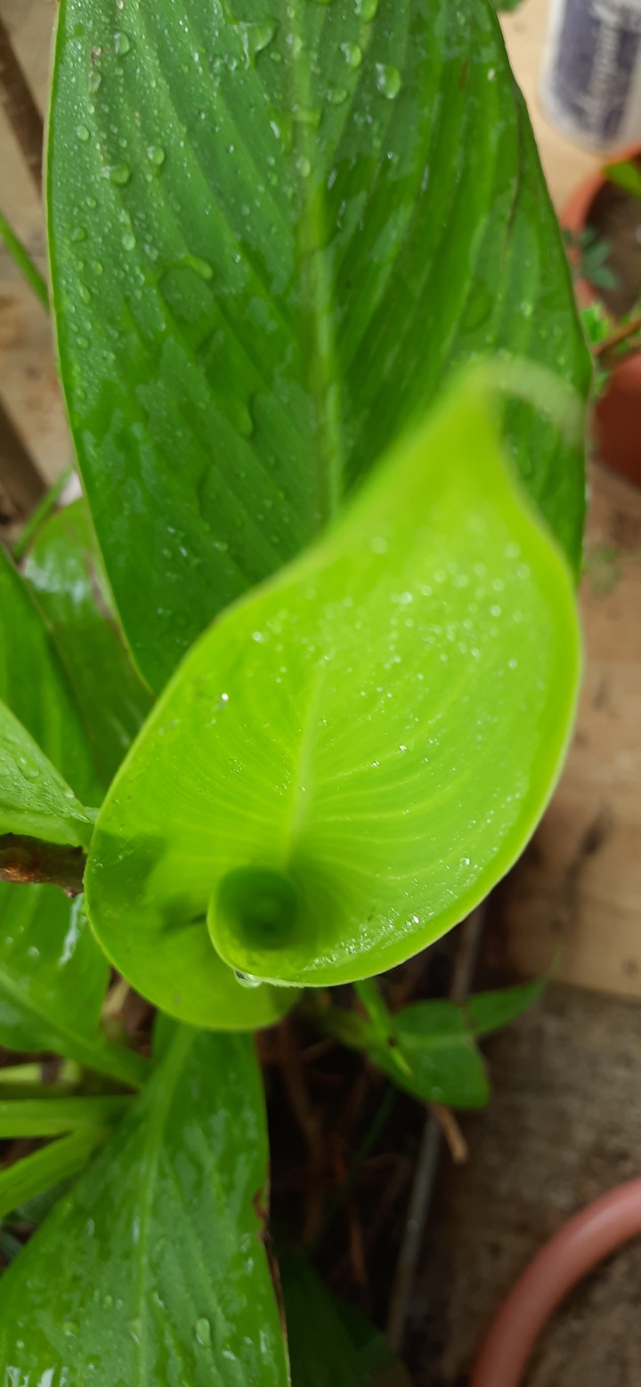 Green Leaves