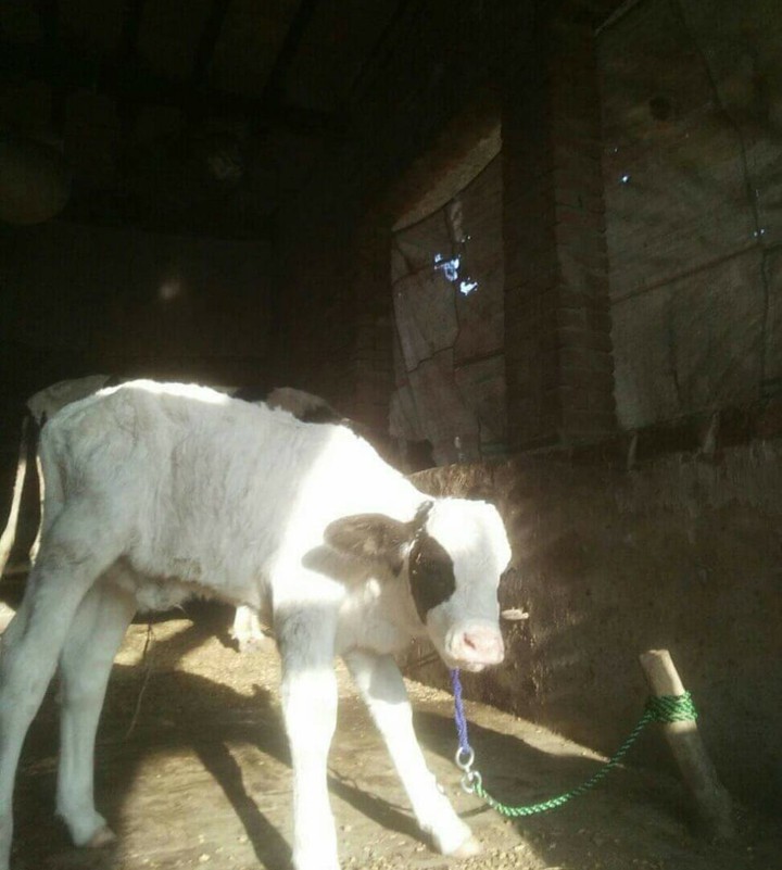 cow