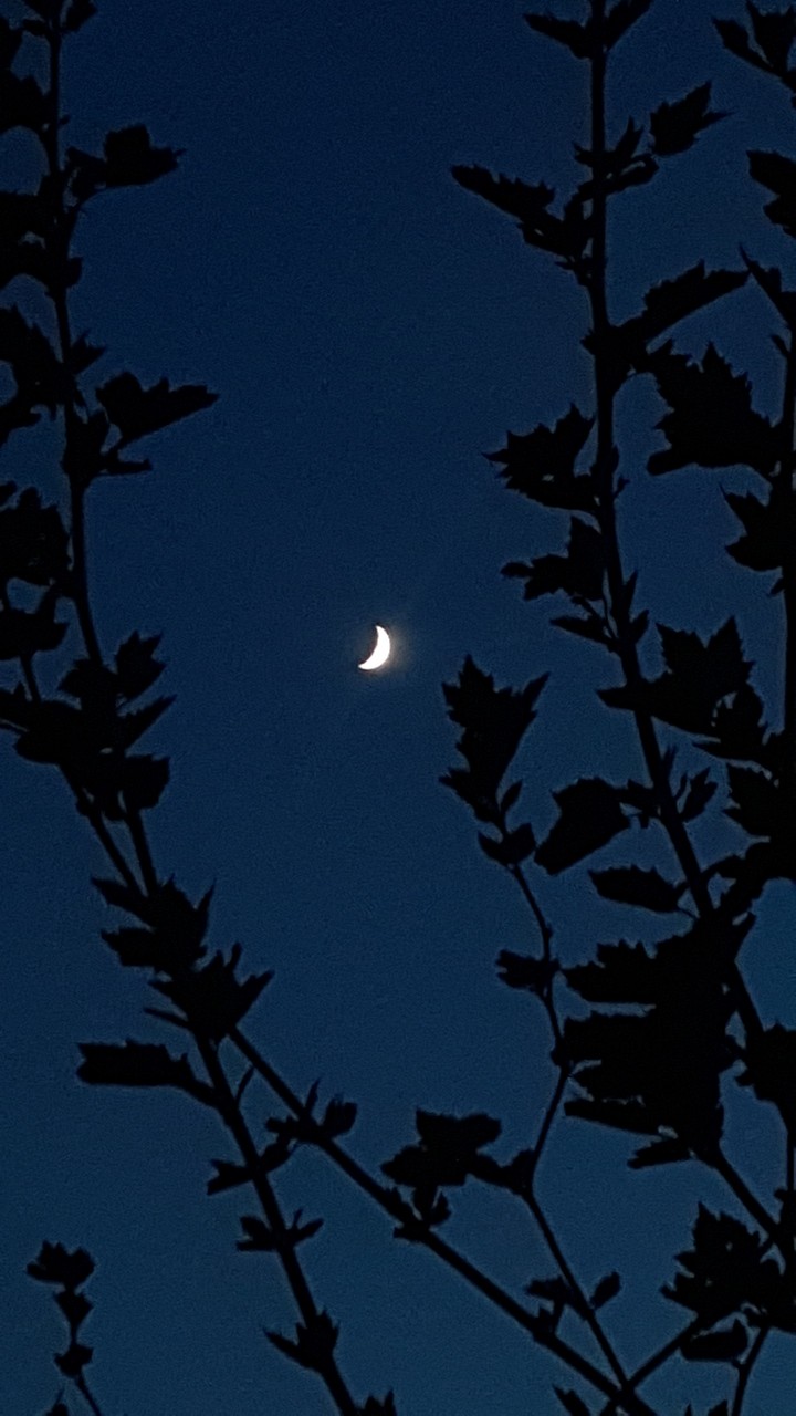 The Lunar Chronicles