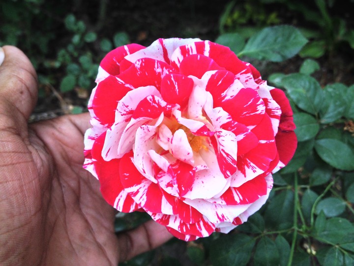 colourful rose