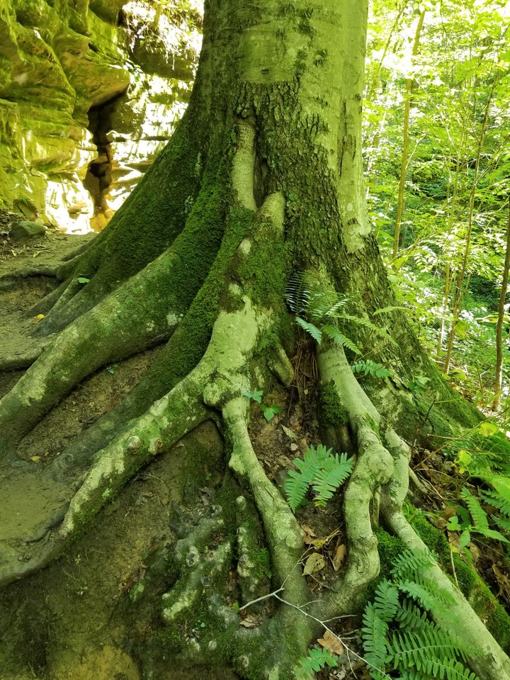 Rooted