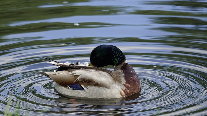 Duck