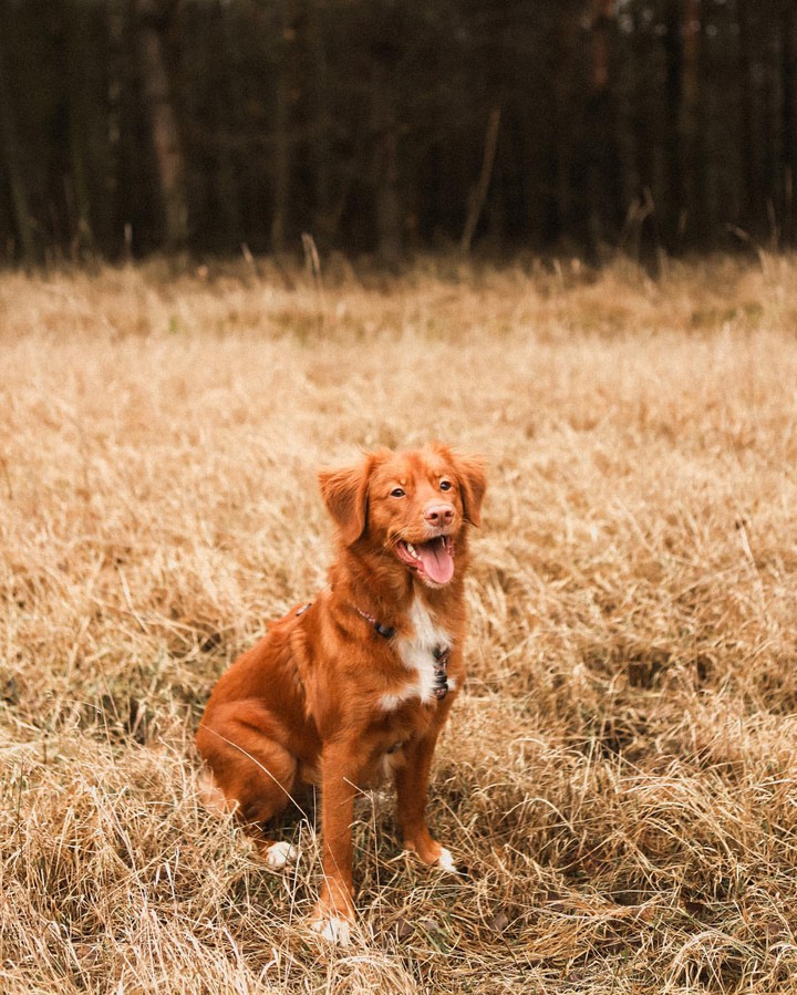 dog