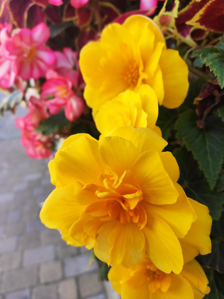 yellow in town