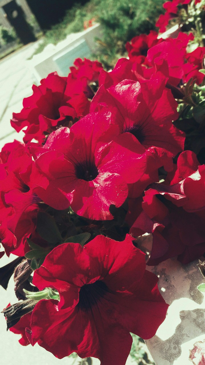 Flowers
