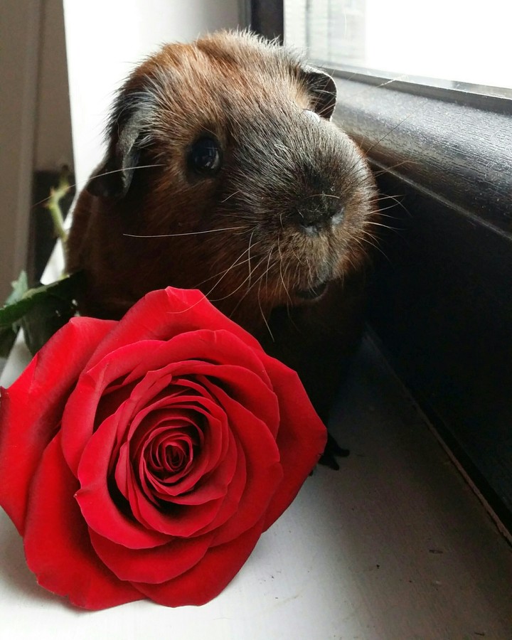 Guinea pig