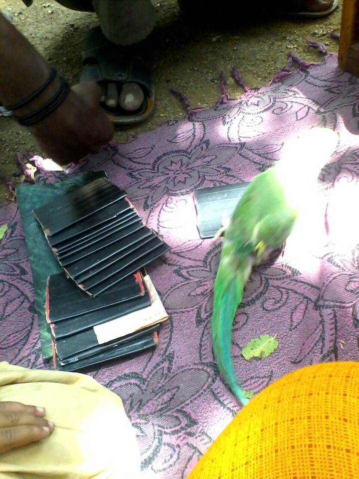 parrot