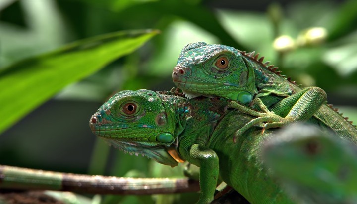 reptiles