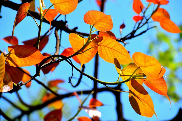 leaves with blue background